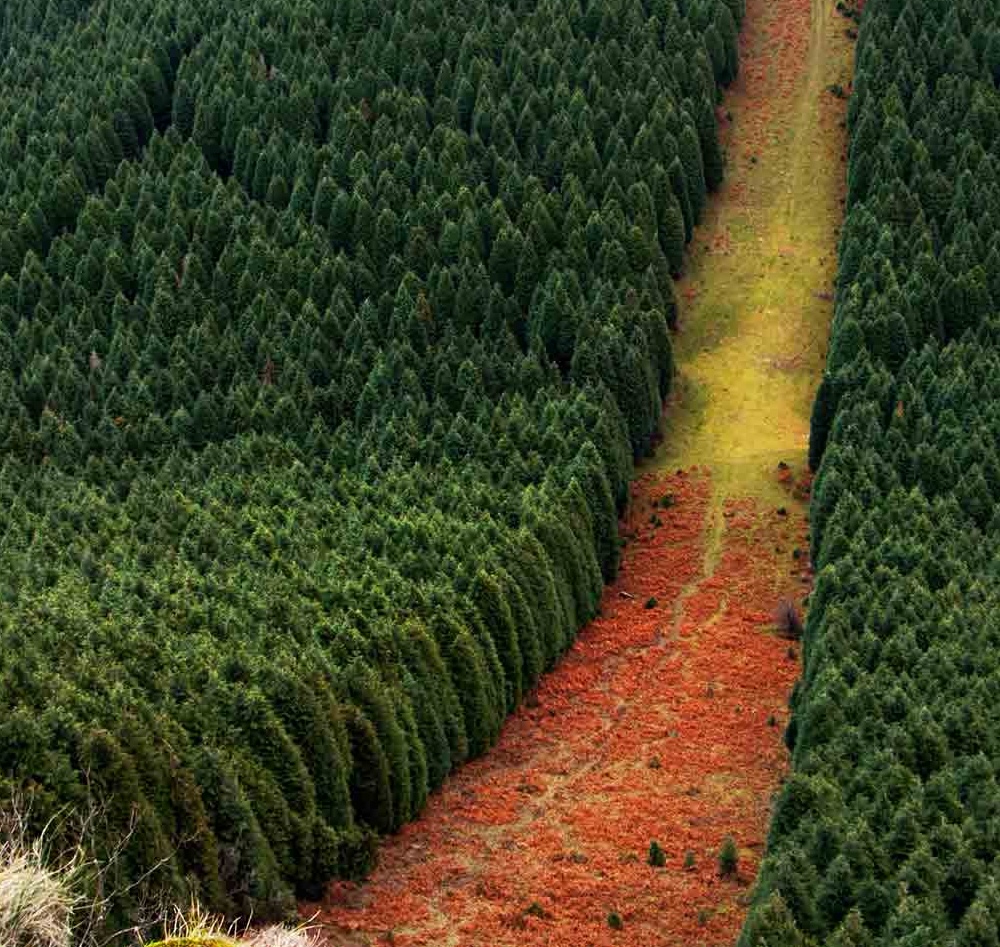 Damaged forest